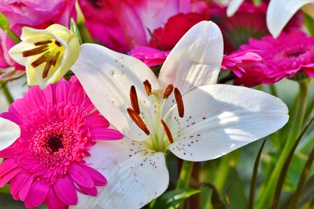 Lilies stamen pistil photo