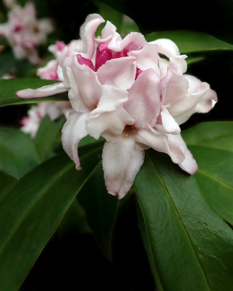 Spring plant garden nature