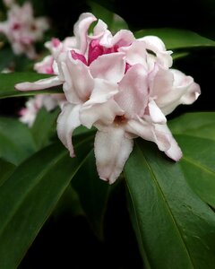 Spring plant garden nature