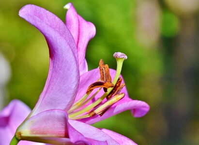 Lilies stamen pistil photo