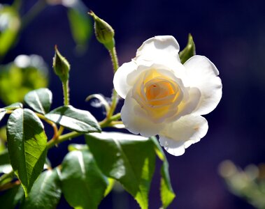Rose bloom bloom flower