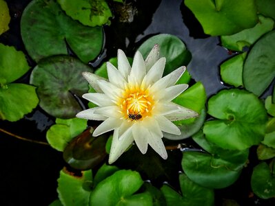 Flowers water nature photo