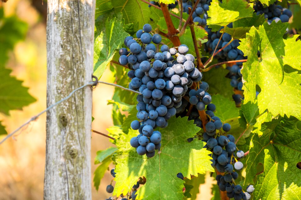 Rebstock grapevine grapes