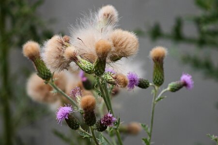 Thistle field thistle faded