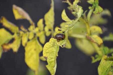 Potatoes haulm insect
