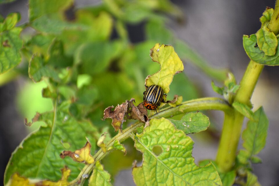 Potatoes haulm insect