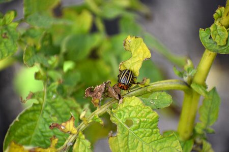 Potatoes haulm insect