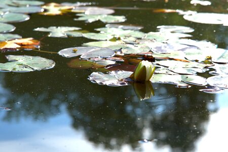 Garden pond lotus lake rosengewächs photo