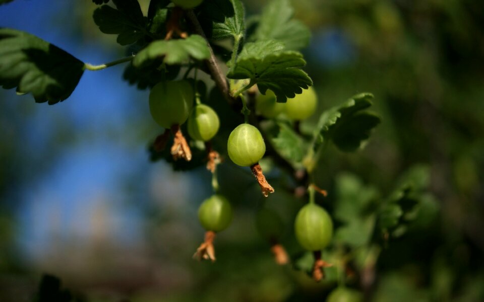 Bokeh nature leaves photo