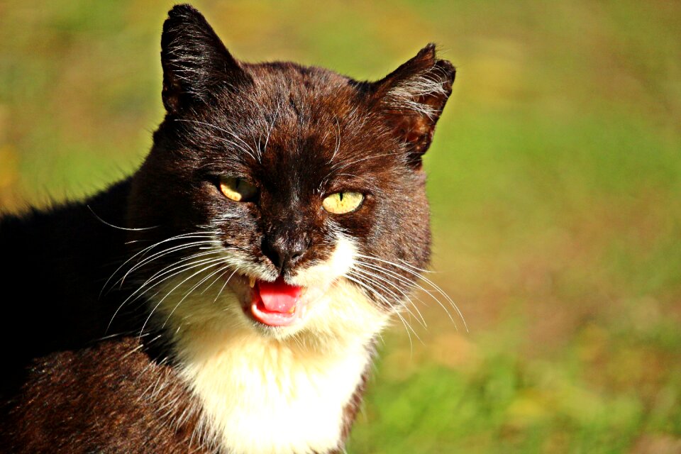 Domestic cat cat face kitten