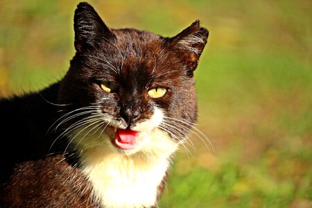 Domestic cat cat face kitten