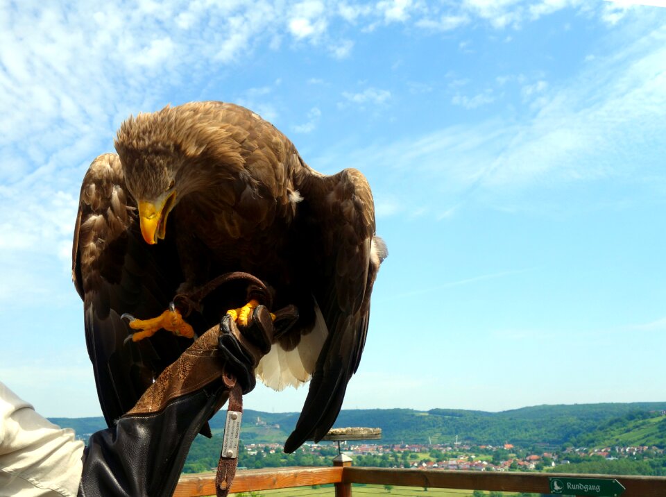 Bird bill white tailed eagle