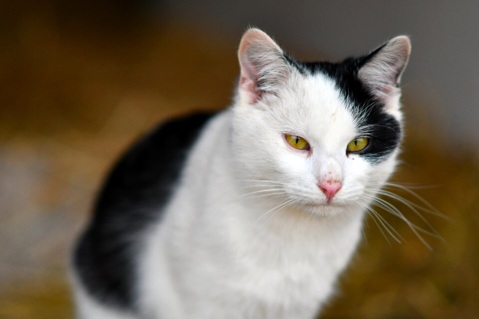 Cat animal black and white