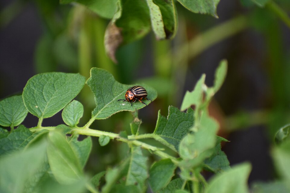 Potatoes haulm insect