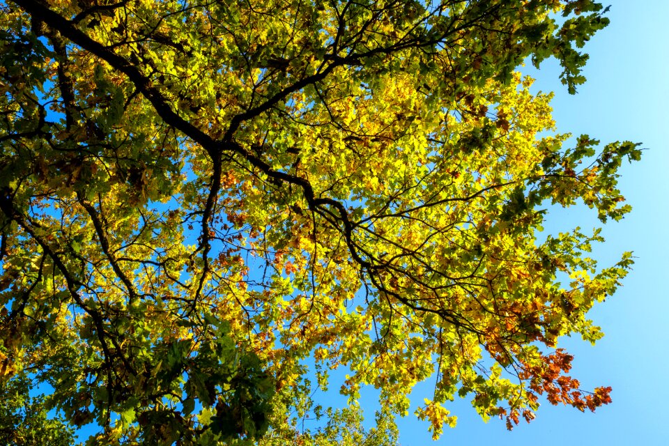 Autumn colorful aesthetic