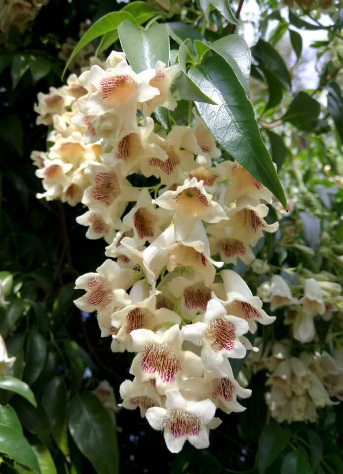 White red stripes pandorea pandorana