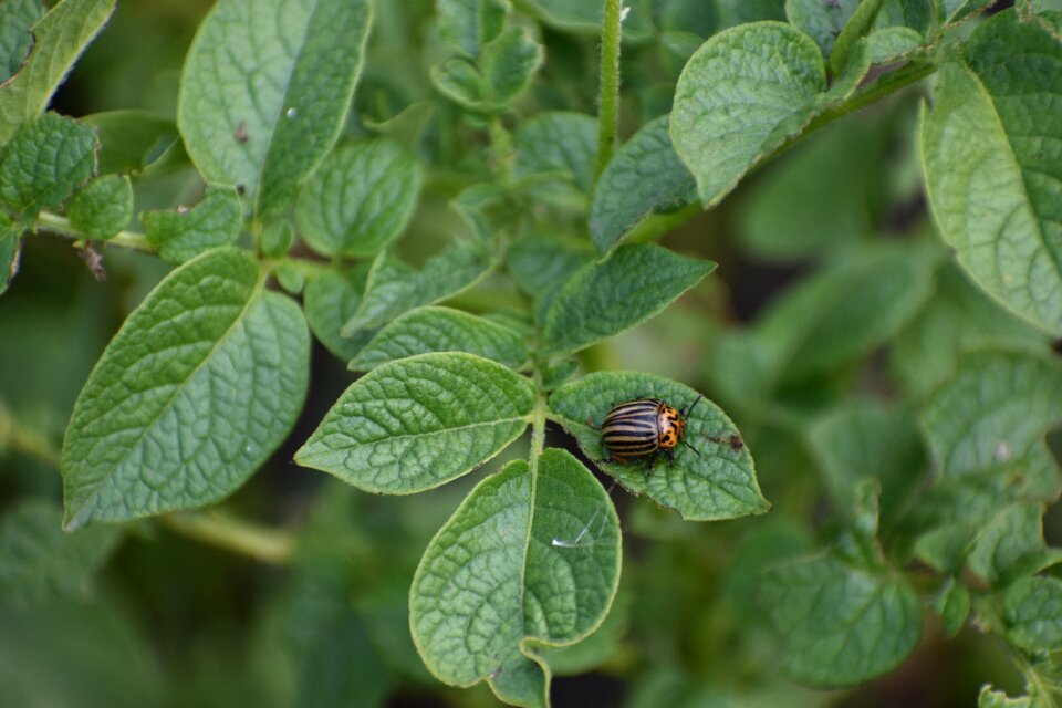 Potatoes haulm insect