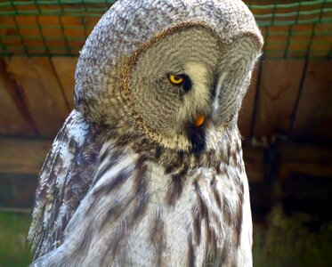 Nature bird of prey raptor photo