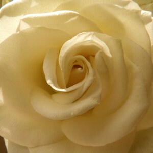 Love plant bloom