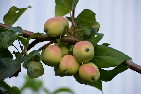 Garden apple nature