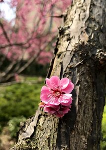 Peach blossom flowers trees photo