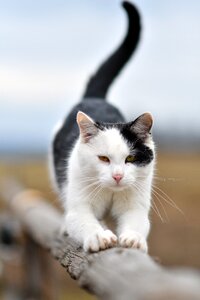 Cat animal stretching photo