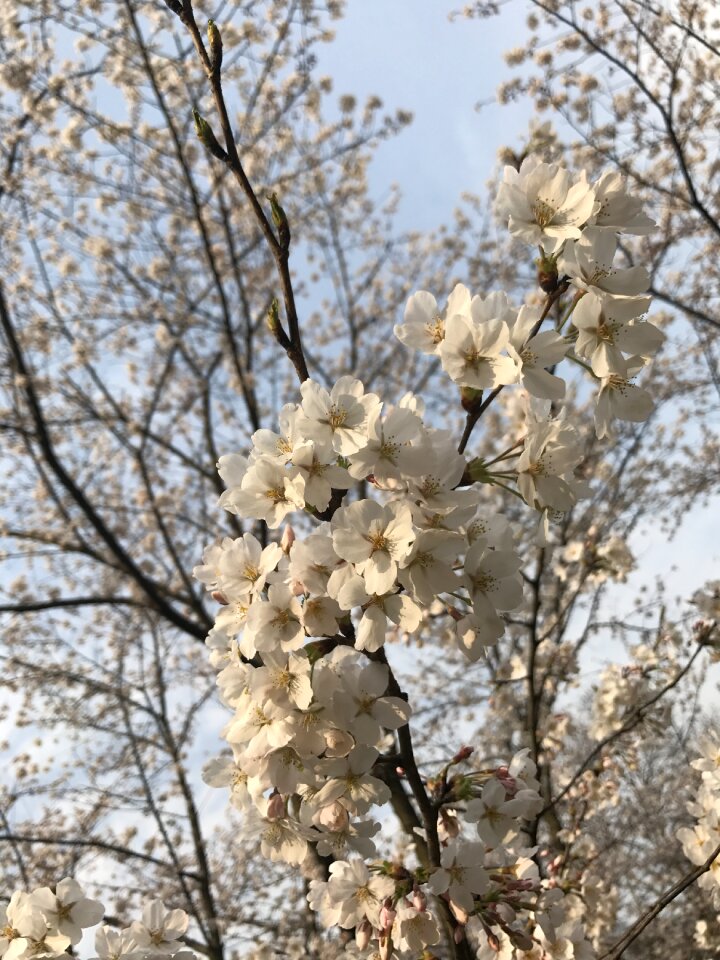Flower white flower flowers
