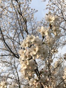 Flower white flower flowers