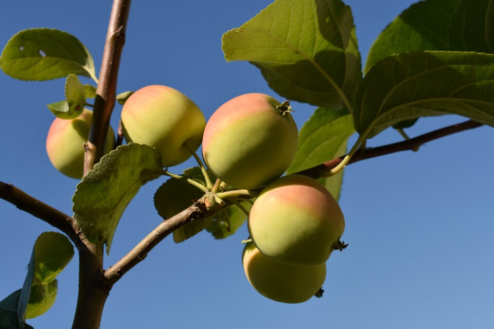 Garden apple nature