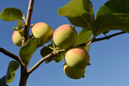 Garden apple nature