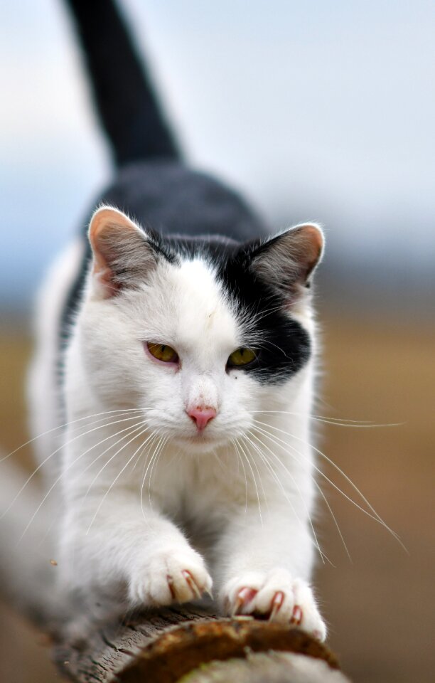 Cat animal stretching