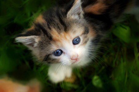 Cute animals adorable