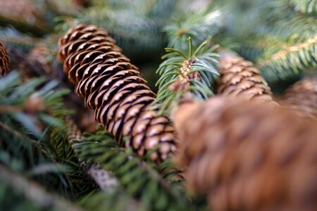 Pine cones green needles photo