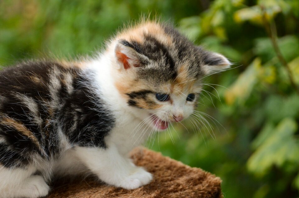 Cute animals adorable