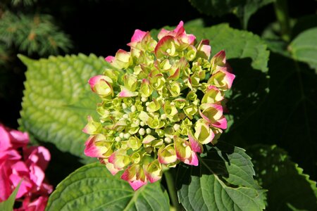 Plant flowers hydrangea photo