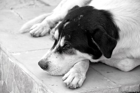 Animal world street dog hybrid