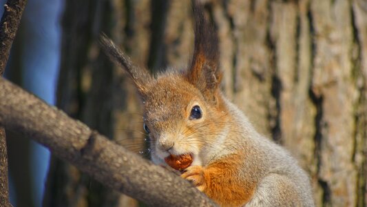 Cute animal squirrel