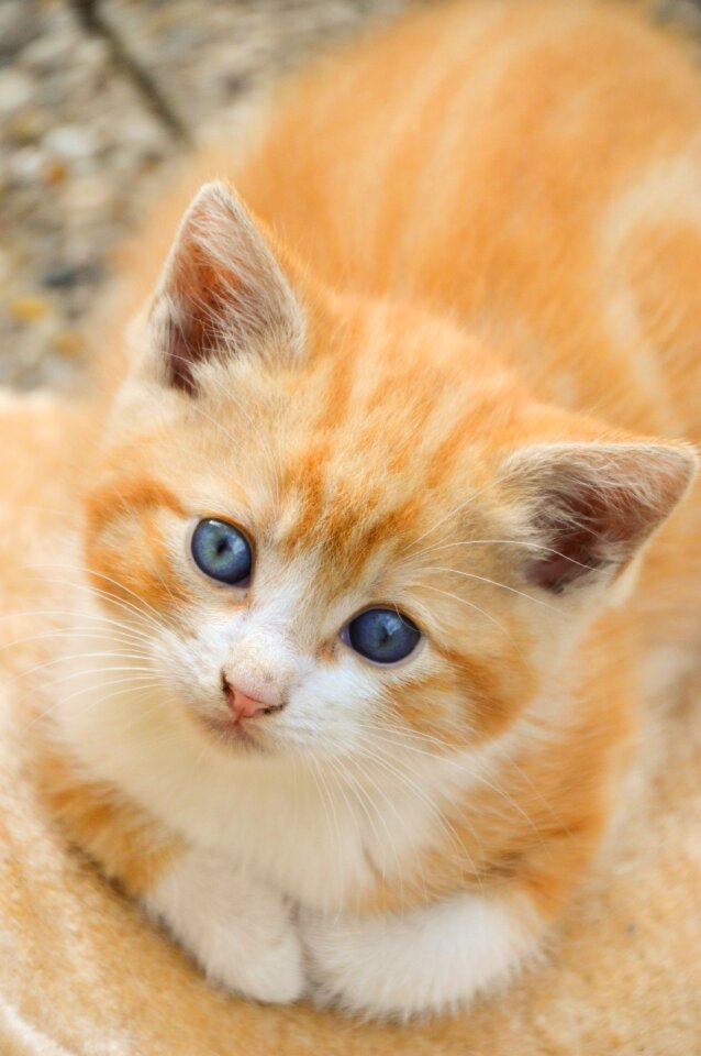 Cute animals adorable