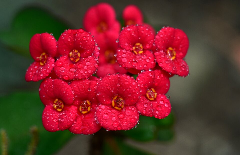 Bloom small wet