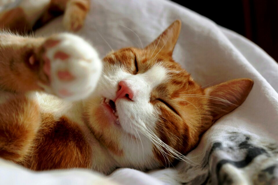 Pet sleep brown sleep