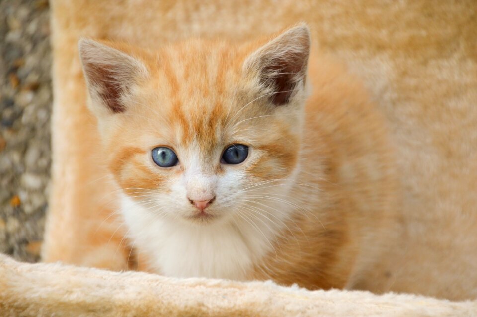 Cute animals adorable