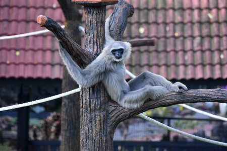 Johor zoo animal photo