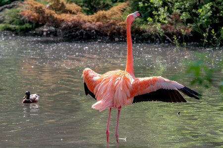 Pride colorful pink