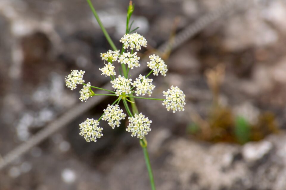 Falcaria vulgaris white gren