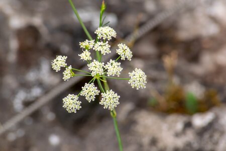 Falcaria vulgaris white gren