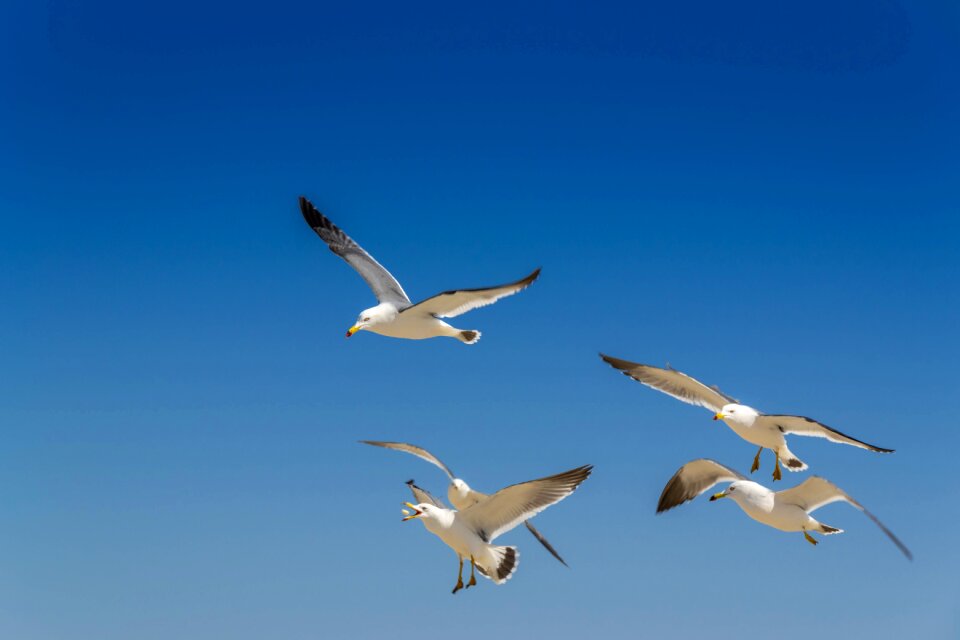 New beautiful bird korea