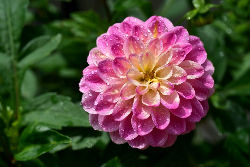 Bloom nature plant