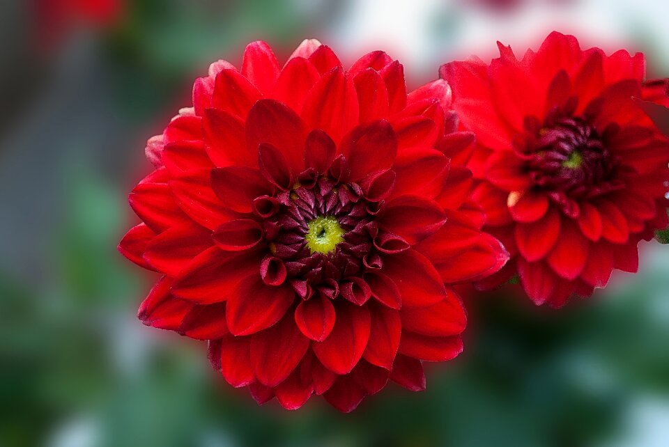 Bloom flowering vegetable
