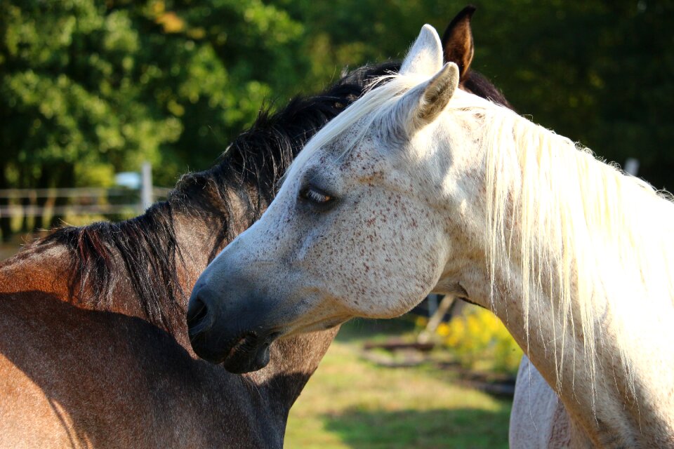 Pasture coupling pony