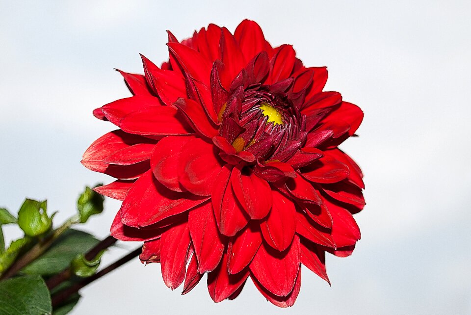 Garden plant bloom flowering